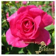 Emily /Эмили/
