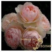 Gentle Hermione /Джентл Гермион/