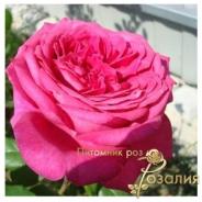 Goethe Rose /Роза Гете/