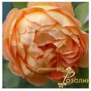 Lady of Shalott /Леди Шалотт/