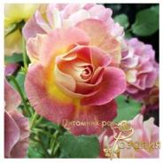 Prieure De Saint Cosme /Пьер Де Сэн Косме/