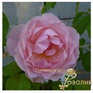 Strawberry Hill /Строуберри Хилл/