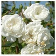 Swany /Cвани/