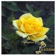 Yellow Doll /Желтая Кукла/