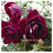 Burgundy Ice /Бургунди Айс/