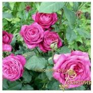 Goethe Rose /Роза Гете/