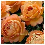 Lady of Shalott /Леди Шалотт/