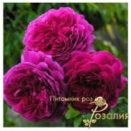 Purple Lodge /Парпл Лодж/