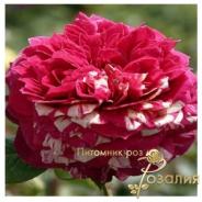 Romanza /Романза/