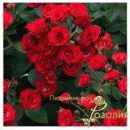 Scarlet Meillandecor /Скарлет Мейландекор/