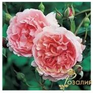 Strawberry Hill /Строуберри Хилл/