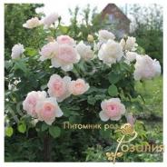 Gentle Hermione /Джентл Гермион/