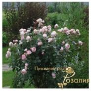 Geoff Hamilton /Джефф Гамильтон/