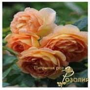 Lady of Shalott /Леди Шалотт/
