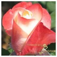 BellePerle (Белла Перла)