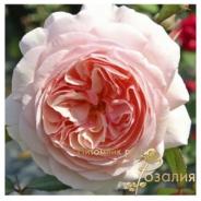 A Shropshire Lad /Шропшиэ Лэд/