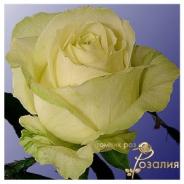 Advance (Эдванс)
