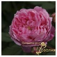 Alan Titchmarsh /Алан Титчмарш/