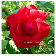 Amadeus /Амадеус/