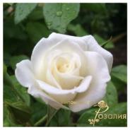 Aspirin Rose (Аспирин Розе)