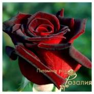Black Magic /Блэк Мэджик/