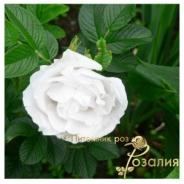 Blanc Double de Coubert /Бланк Дабл Коуберт/