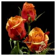 Cherry Brandy /Чери Бренди/