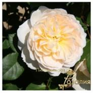 Crocus Rose /Крокус Роуз/
