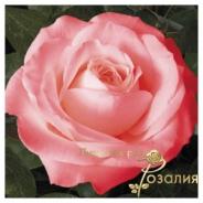 Desire /Дезире/