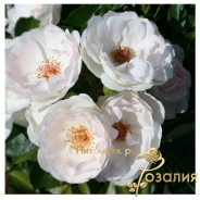 Dominique Loiseau (Доминик Луазо)