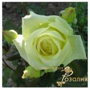Elfe /Эльф/