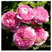 Elodie Gossuin (Элоди Госсюэн)