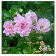 The Fairy /Фэйри/