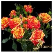 Flash Fire /Флеш Файер/