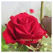 Forever Young /Форевер Янг/