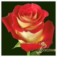 Friendship /Френдшип/