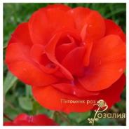LaSevillana (Ла Севильяна)