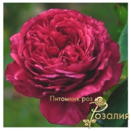 Роза La Rose Des 4 Vents (Роза четырех ветров)