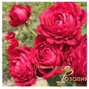 Роза La Rose Des 4 Vents (Роза четырех ветров)