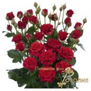 Mirabell /Мирабель/