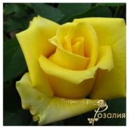 Mоhana (Мохана)