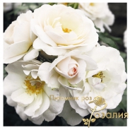 Perle Meillandecor (Перль Мейяндекор)