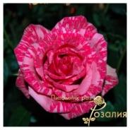 Pink Intuition /Пинк Интуишен/