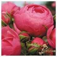 Pomponella (Помпонелла)
