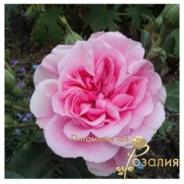 Rosarium Premium /Розариум Премиум/