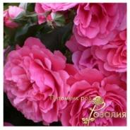 Rosarium Uetersen /Розариум Уэстерзен/