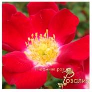 Rouge Meillandecor /Руж Меяндекор/