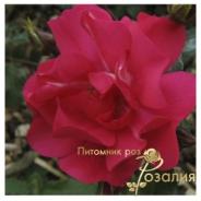 Sommerabend /Зоммерабенд/