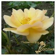 Sonnenschirm /Зоненширм/