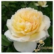 Tchaikovski (Чайковский)